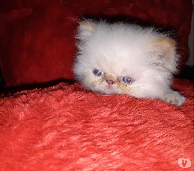 Lindos bebés de gato persa