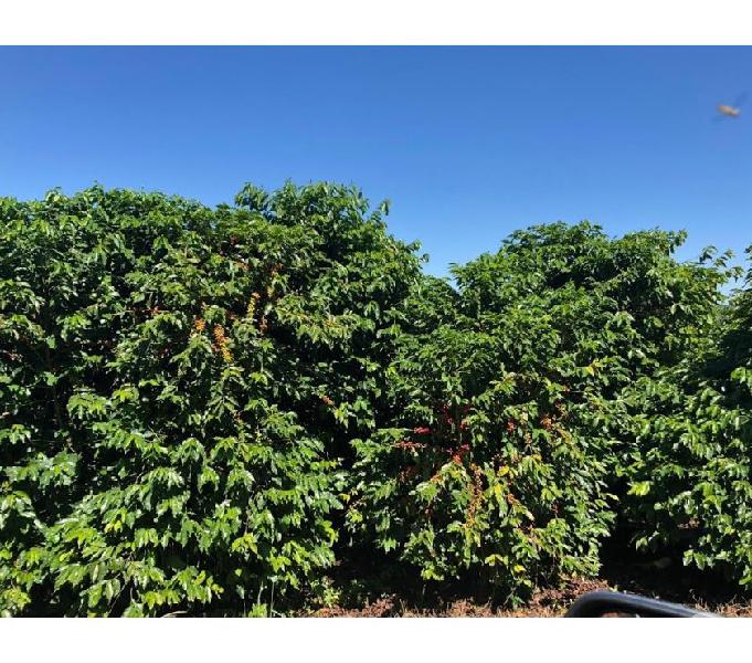 Fazenda Com 50 Alqueires Com 150 Mil Pés De Café Arábica