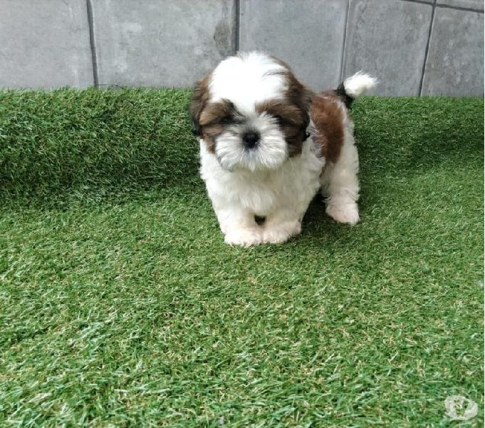 Shih Tzu lindos filhotes machinhos!