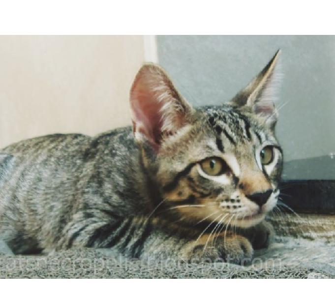 Dashi - gatinho castrado para adoção