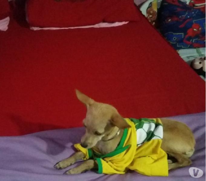 Pinscher porte pequenino com 7 meses. Femea