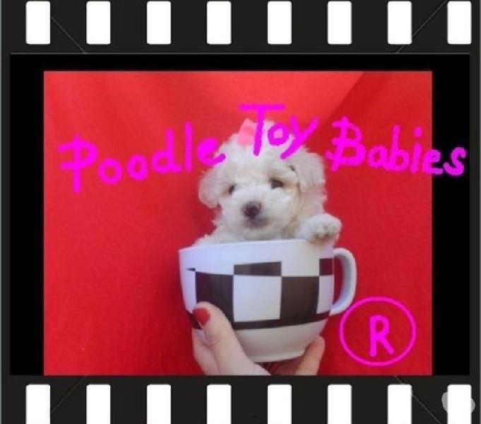 21) 9 8773-6397 (22) 9 8805-9406 POODLE MICRO E POODLE TOY