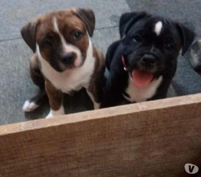 Staffordshire Bull Terrier
