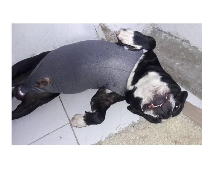 Cão pitbull - 4 anos - castrado