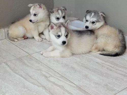 Filhotes Husky Siberiano