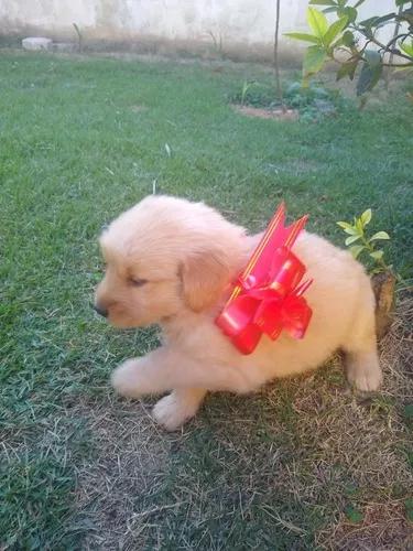 Golden Retrivier