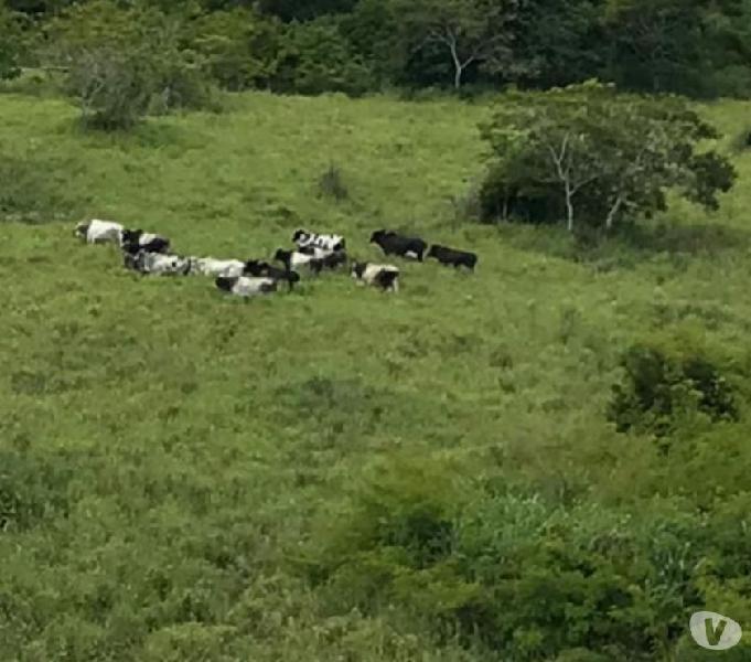 Vendo fazenda Carlos Chagas 10 km do asfalto