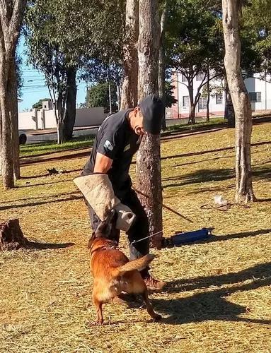 Adestramento De Cães E Venda De Pastor Malinois