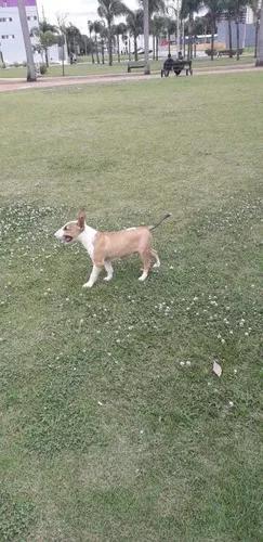 Bull Terrier Macho