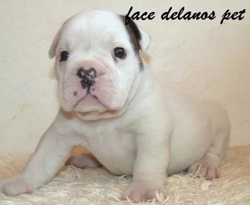 Bulldog Ingles Filhotes Pronta Entrega Delanos Pet !