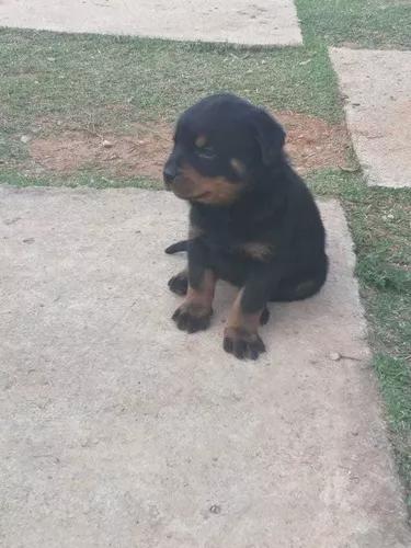 Cachorro Rottweillers