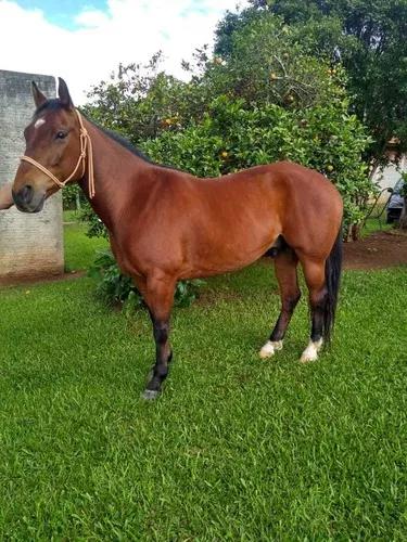 Cavalo