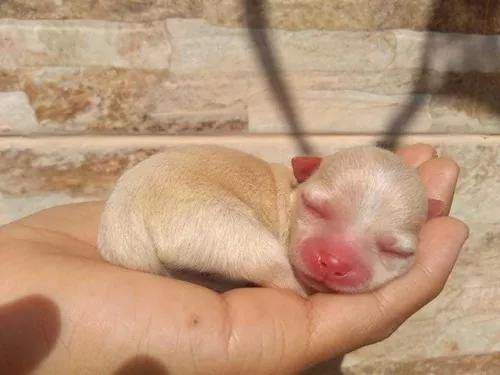 Chihuahua Pequeno Cão De Luxo