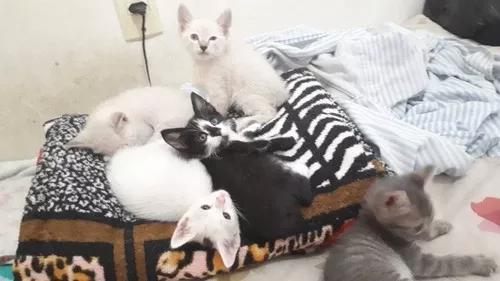 Doação De Gatinhos