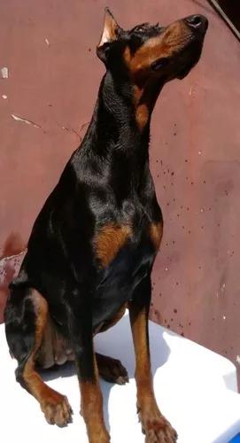 Doberman Filhote