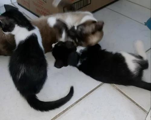 Estou Doando Esses Dois Filhotes De Gato