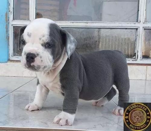 Filhotes De American Bully