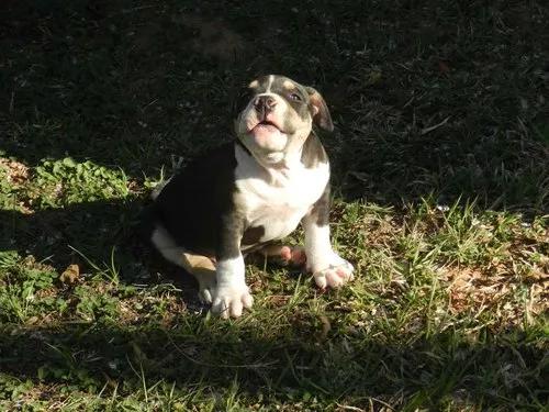 Filhotes De American Bully Vacinadas Vermifugado Com