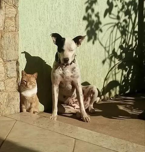 Filhotes De Pitbull Piratinha Tenho 7 Piratinhas Lindos.