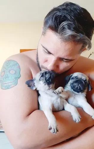 Filhotes Pug Fêmeas