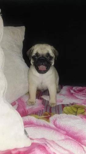 Macho De Pug Abricot