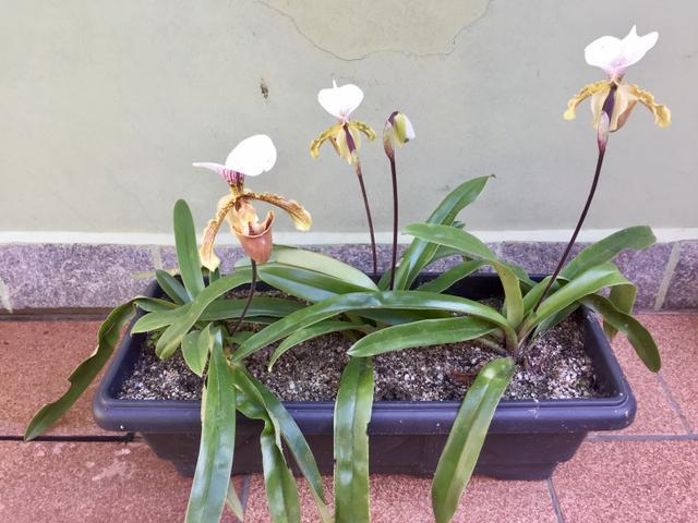 Pitaya & orquídeas