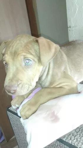 Pitbull Original Macho Com 2 Meses Docil