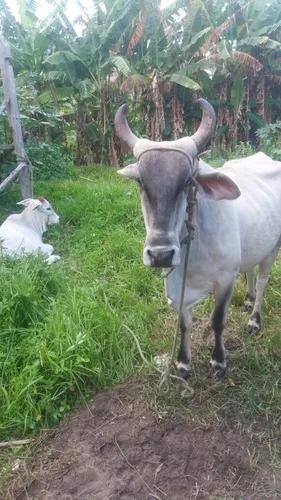 Trouco Uma Vaca Prenha E Uma Novilha Com 4 Meses Por Carro