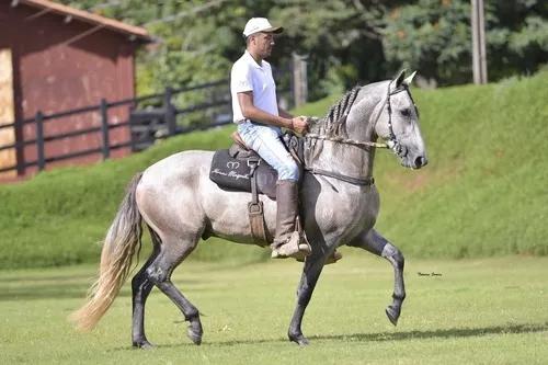 Venda De Cobertura Mangalarga Marchador