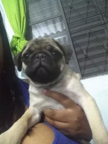 Vende-se Lindas Pug 1 Macho E 2 Fêmea