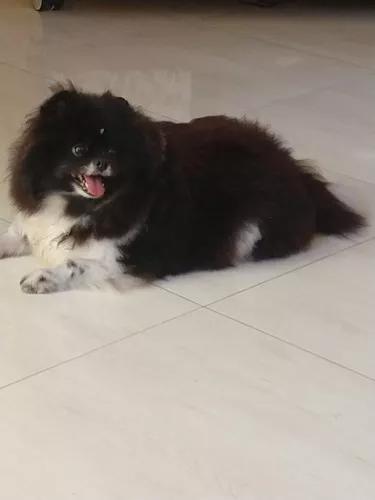 Vende-se Spitz Al