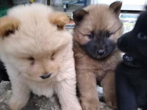 Vendo Casal De Chowchow