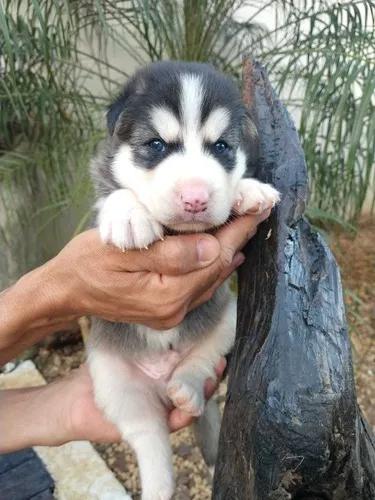 Vendo Filhotes De Husky Siberiano