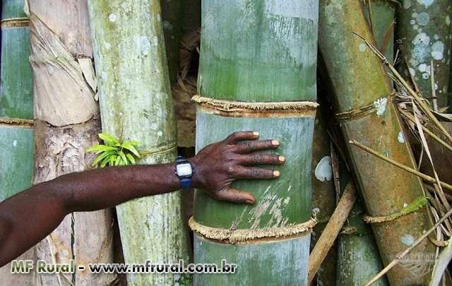 Muda de Bambu Gigante