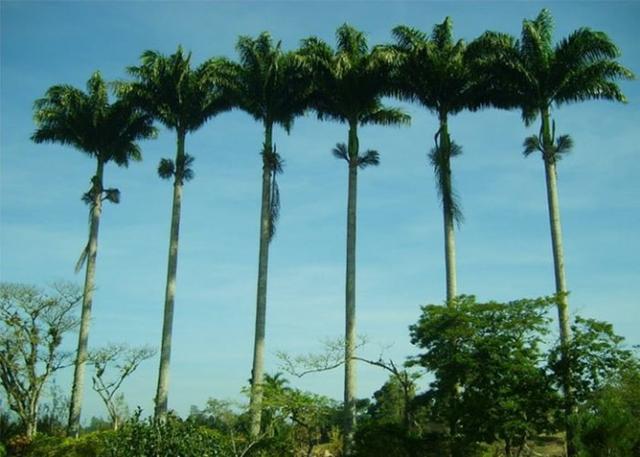 Sementes de Palmeira Real