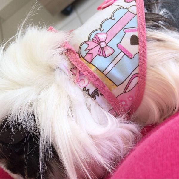 bandana para animais
