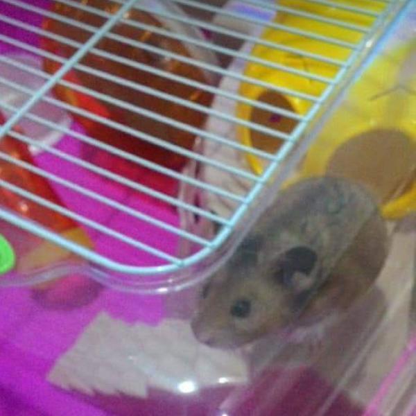 casinha de hamster