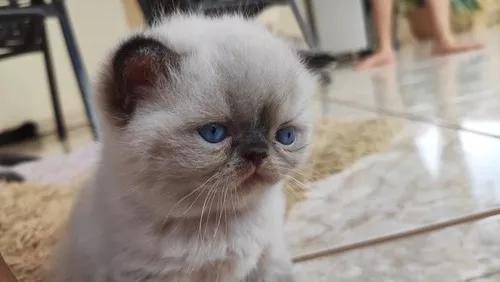 Gatos Persa