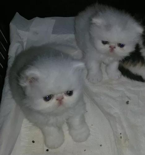 Gatos Persa Brancos