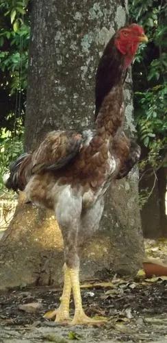 Ovos Férteis, Índio Gigante Crista Bola E Ervilha.