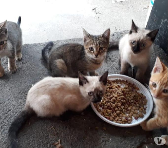 Lindos gatinhos para adoção