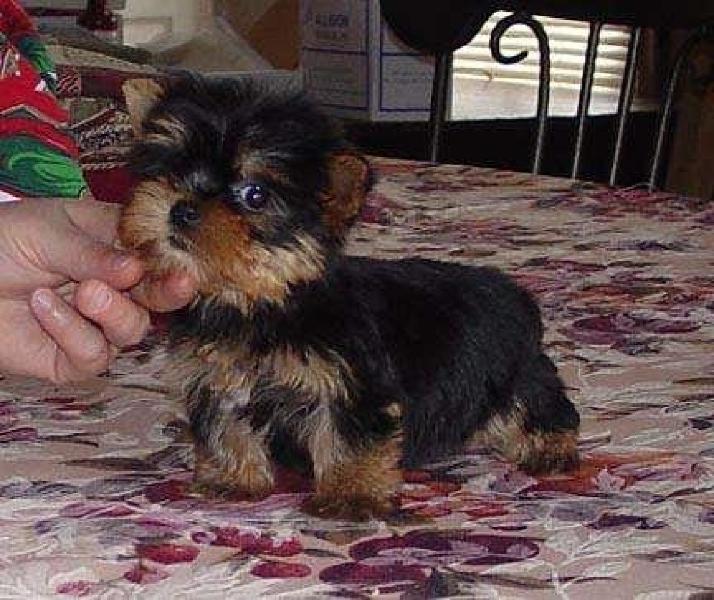 Filhotes de cachorro Yorkie