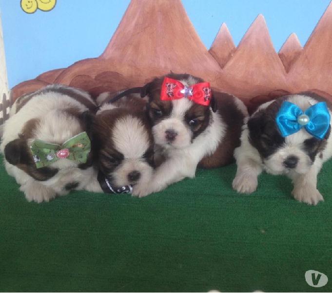 Lindos shih tzu micros padrão europeu machos e fêmeas