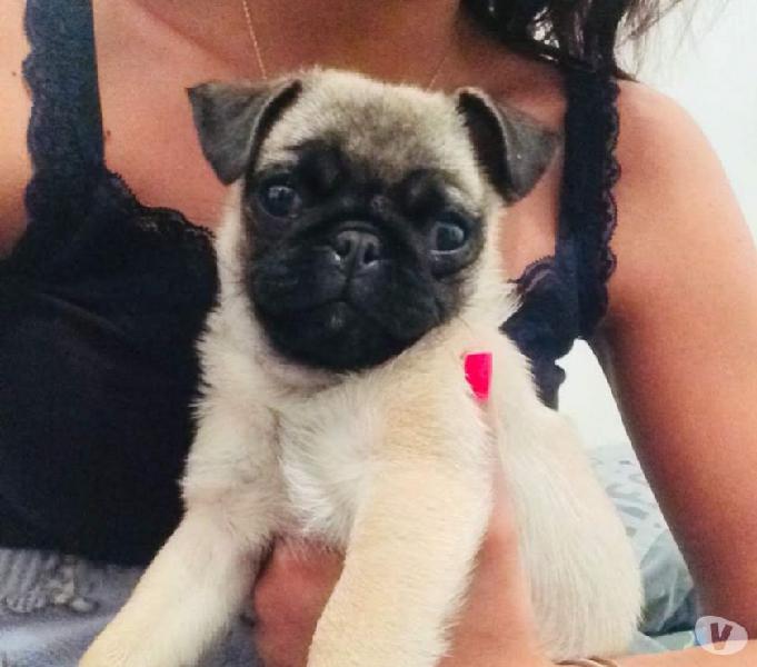 PUG FÊMEA FILHOTE 5 MESES X12