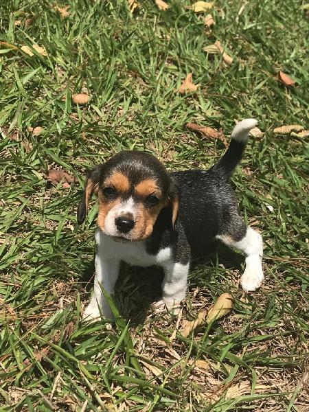 FILHOTES DE MINI BEAGLES