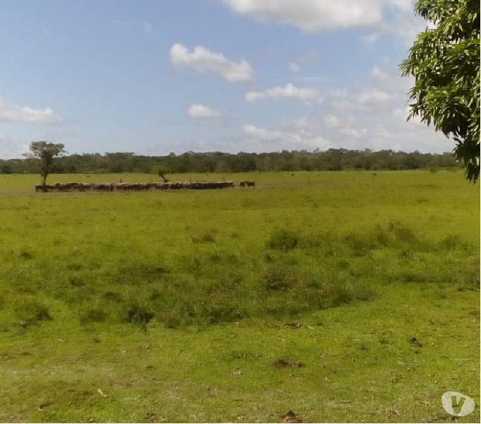 Fazenda de Gado e Búfalo no Marajó no Pará