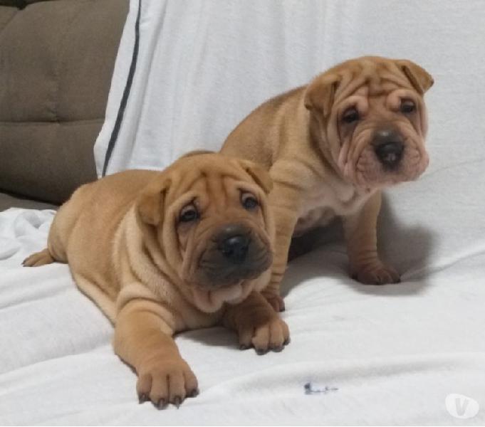 Filhote sharpei