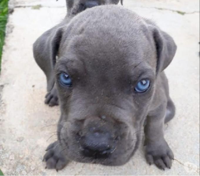 Vende-se filhotes de cane corso