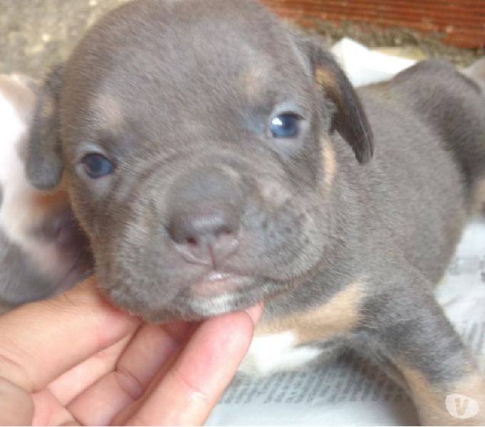 American Bully todas as cores