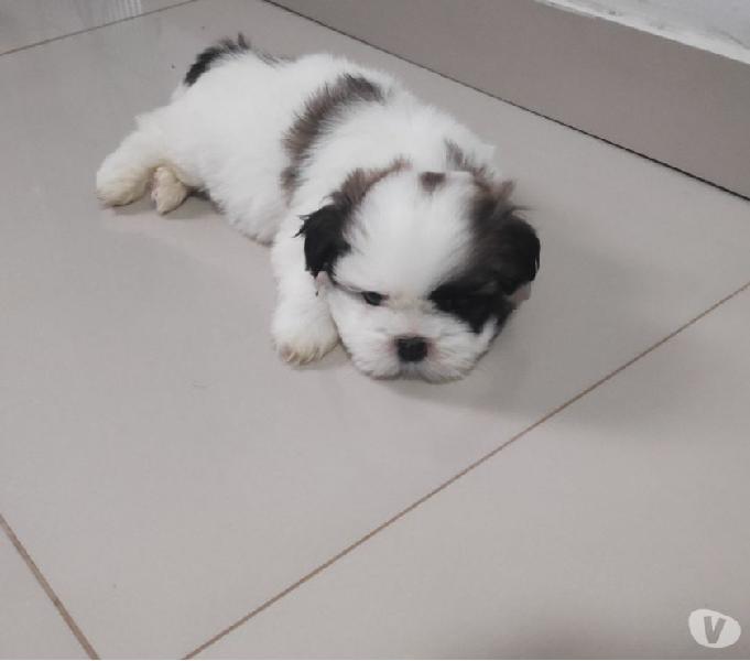 SHIH-TZU MINI